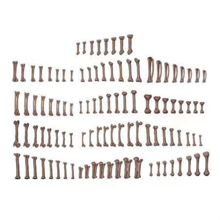 Human Bones - Basing Bits - AK Interactive