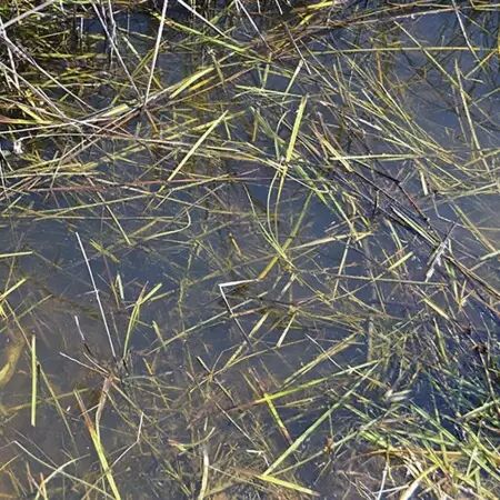 Still Water - 250Ml (Acrylic) - Diorama AK Interactive