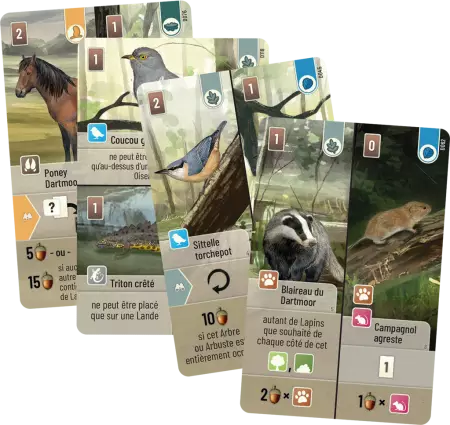 For&ecirc;t Mixte : Dartmoor