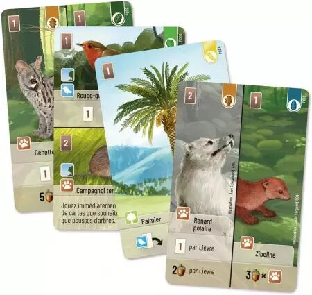 Forêt mixte - Extension : Exploration